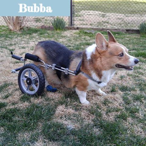 Bubba_edited_edited.jpg